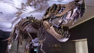 are dinosaurs younger than we thought crocodile study challenges long held age estimates