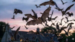 ever wondered why bats keep returning to your garden after dark heres the surprising secret they hold