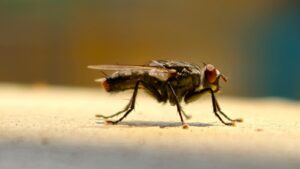 get rid of flies instantly with this simple kitchen hack