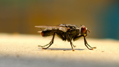 get rid of flies instantly with this simple kitchen hack
