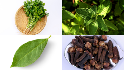 grow these 5 spice plants at home low maintenance big flavour boost for your kitchen