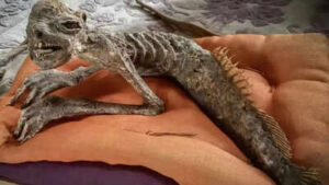 half fish half human mummified mermaid discovered in japan with traits linked to rare kappa folklore artefact