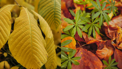 how to fix yellow leaves and make your plants green again
