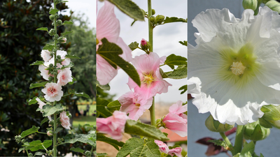 how to grow hollyhock flowers at home and achieve a vibrant summer garden