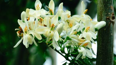 how to grow moringa sahjan at home a simple step by step guide