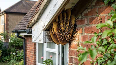 identify honey bee nest around home ai image generated via google gemini