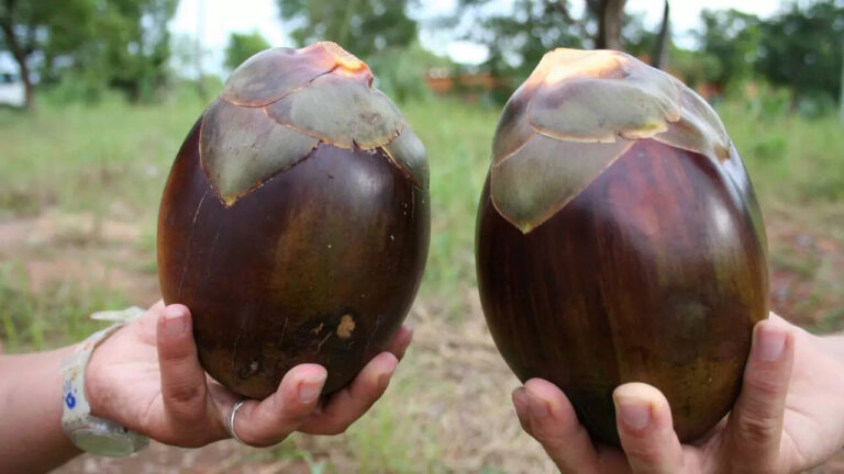 One of India’s summer favourite fruits and 5 must-try refreshing ‘tadgola’ recipes for scorching heat