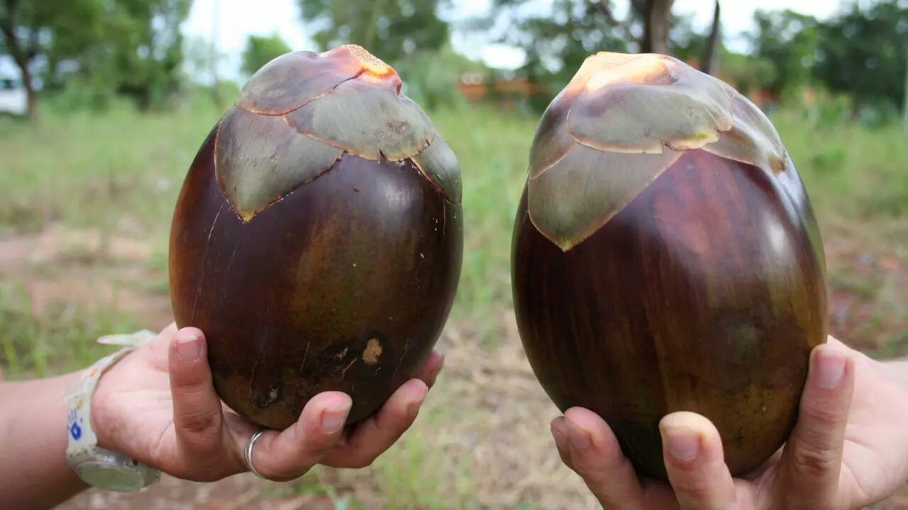 msid 129103177imgsize 44454.cms