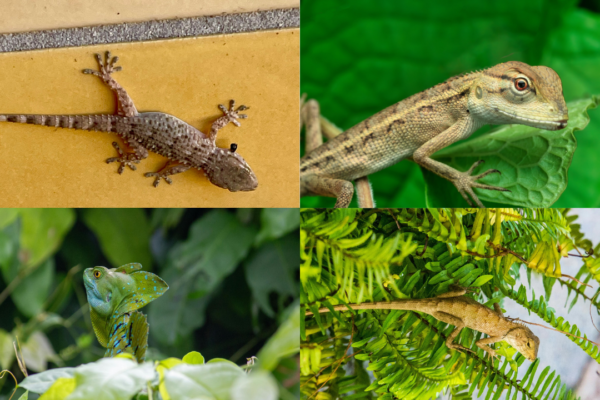 msid 129663171imgsize 1550577.cms