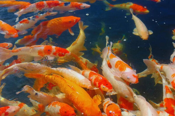 msid 129759896imgsize 97222.cms