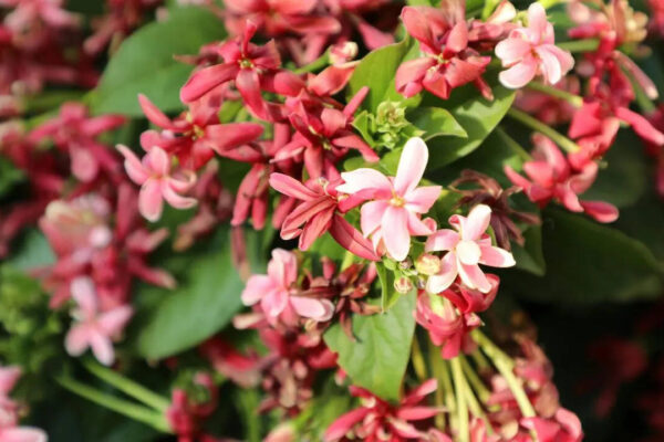 msid 129809484imgsize 65136.cms