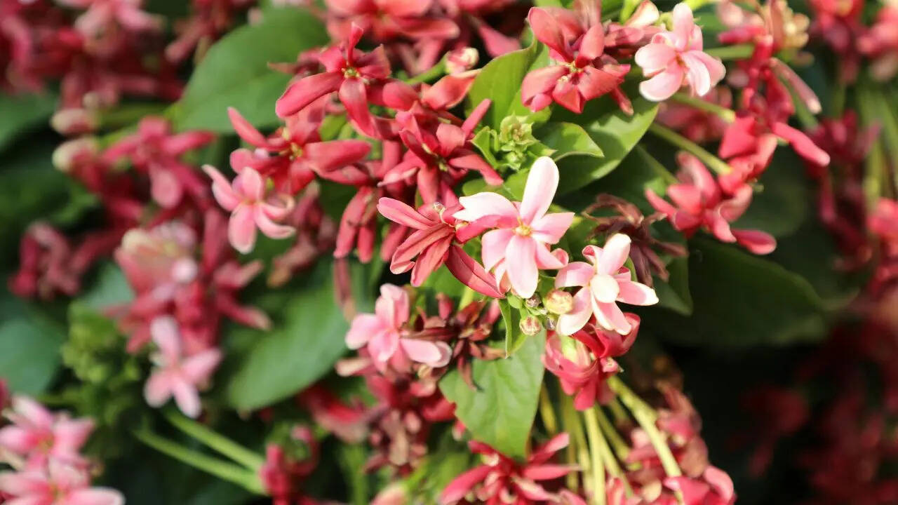 msid 129809484imgsize 65136.cms