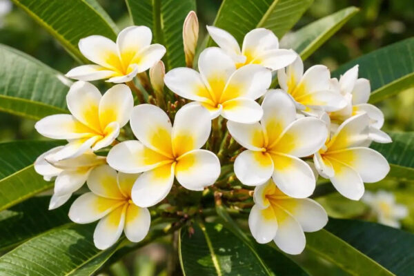 msid 129817456imgsize 60462.cms