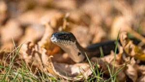 snake in your garden heres what to do and not do to stay safe and avoid common mistakes homeowners make
