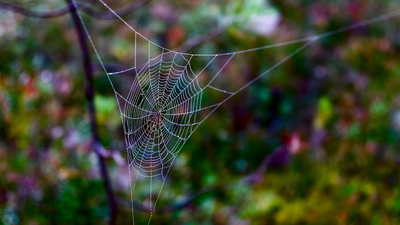 tired of spider webs at home try these easy fixes that actually work