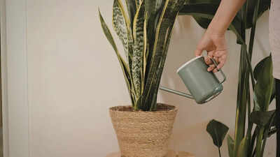 do snake plants really attract snakes understanding the truth about their appearance and why they are linked to snakes