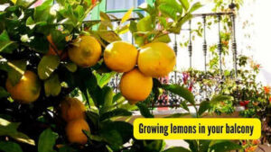 grow lemons in your balcony