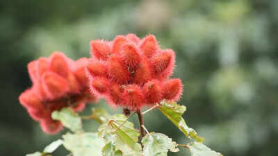 how to grow sindoor plant at home for natural red colour and multiple benefits