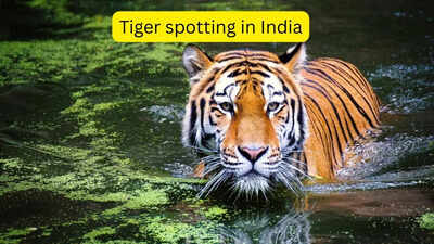 indias most reliable safaris