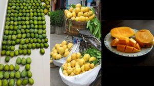 lesser known mango varieties in india beyond alphonso and how they differ in taste and texture