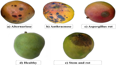 mangoes turning black on the tree do this in time to save them and improve quality