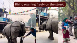 rhino urinated on the street