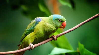 why parrots can copy human voices but dont always understand what theyre saying