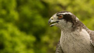 goshawk