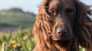 meet otto the new member of british royal family who just turned 1