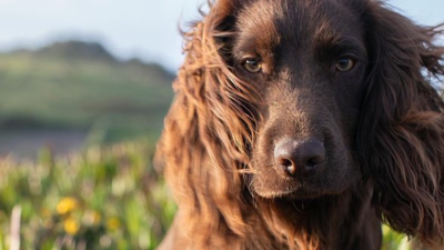 meet otto the new member of british royal family who just turned 1