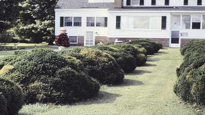 why neat looking front beds almost always use these evergreen shrubs